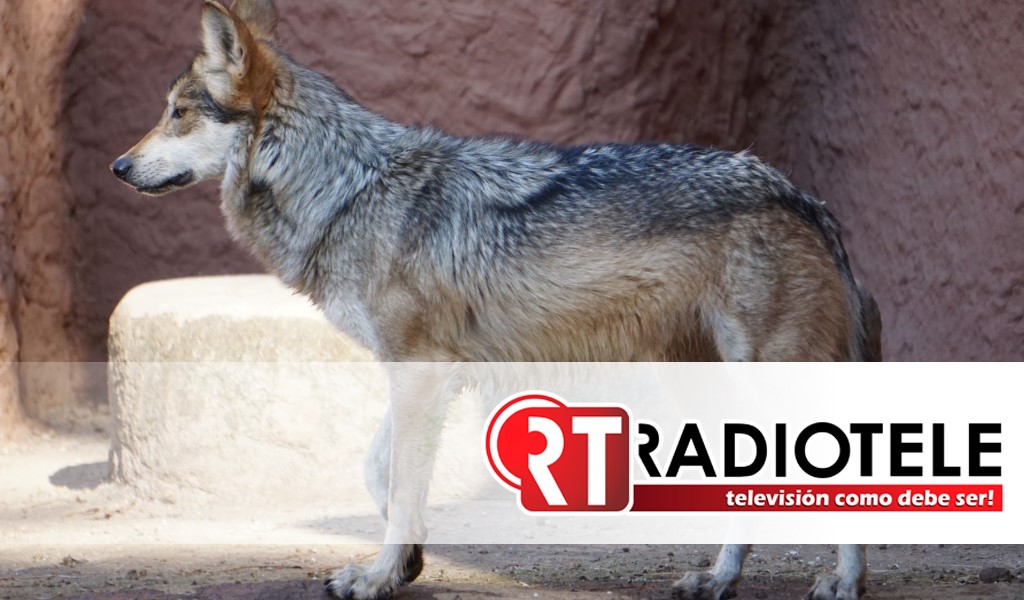 Zoológico de Morelia alberga cinco ejemplares de Lobo Gris Mexicano, especie en peligro de extinción