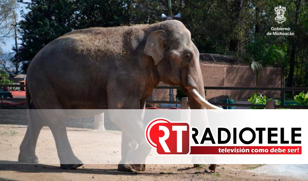 Invita Zoológico de Morelia a conocer a Chamberú, el emblemático elefante asiático