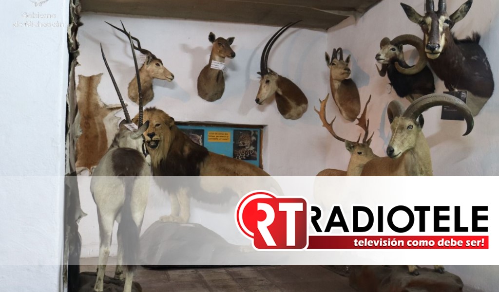 Zoológico de Morelia invita a conocer ejemplares disecados del Serengueti