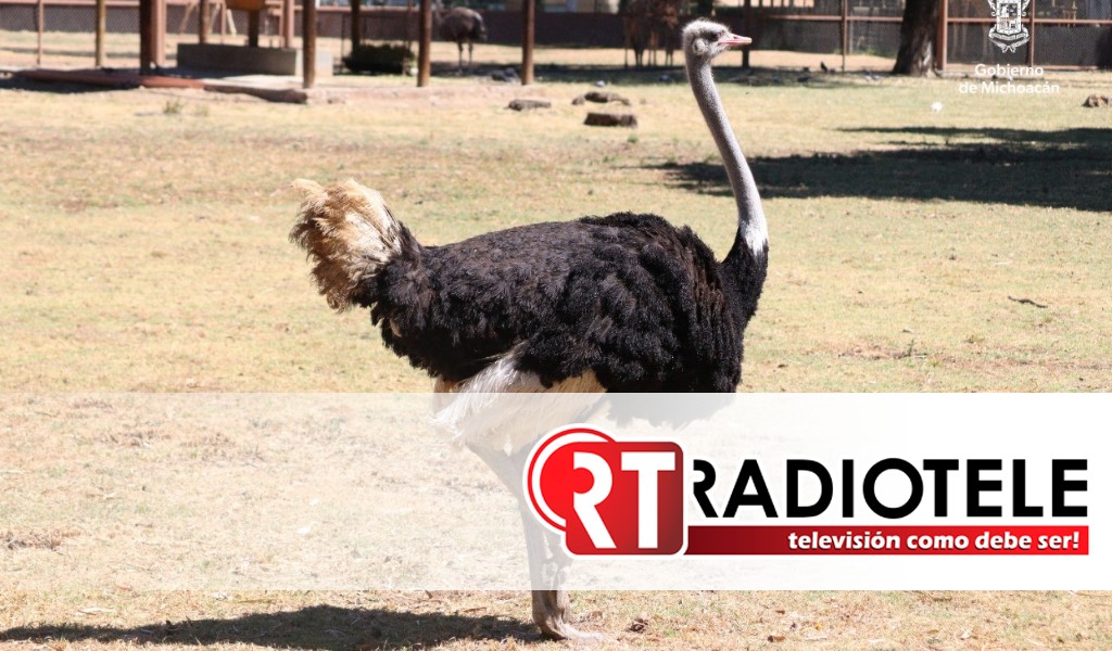 Zoológico de Morelia alberga a las aves más grandes del mundo