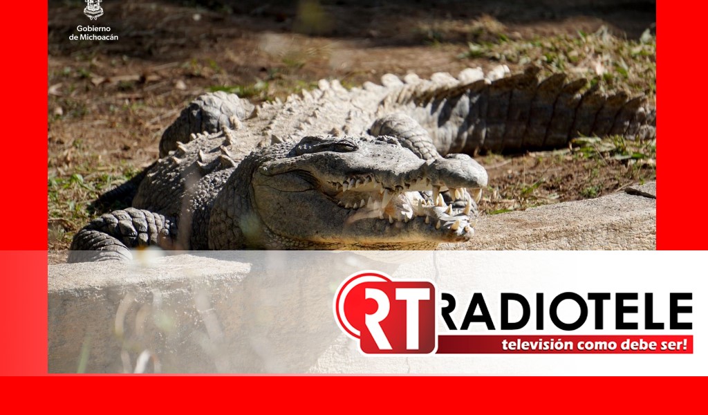 Zoológico de Morelia invita a conocer la especie de cocodrilo más grande  del mundo - Radiotele