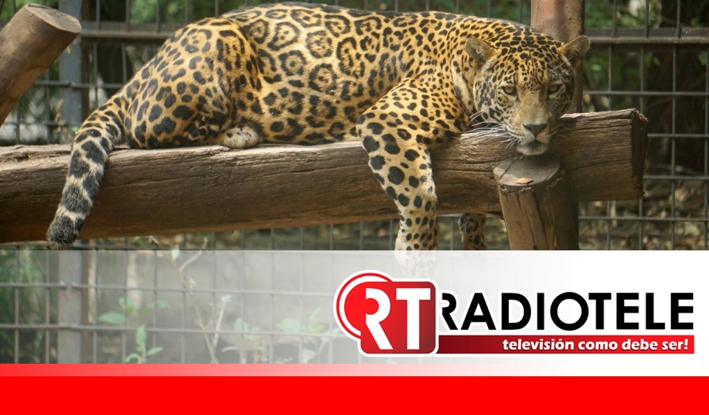 Zoológico de Morelia busca mejorar el albergue de los jaguares
