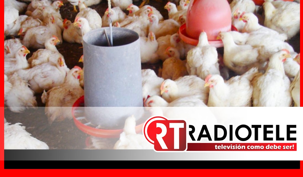 Combatir a la coccidiosis, primordial en beneficio de la producción avícola en México