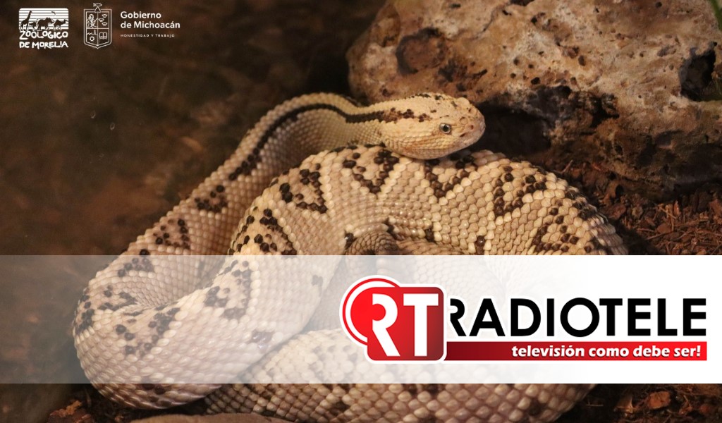 Trabaja Zoológico de Morelia en la preservación de serpientes