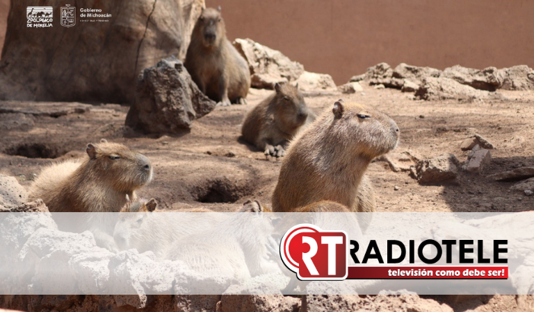 Zoológico de Morelia alberga una de las especies de roedor más grande del mundo
