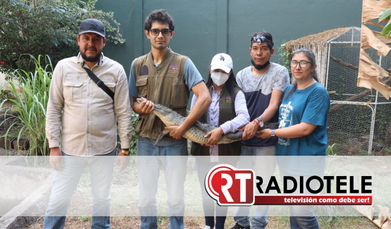 Zoológico de Morelia recibe cocodrilo asegurado por Profepa en Zinapécuaro