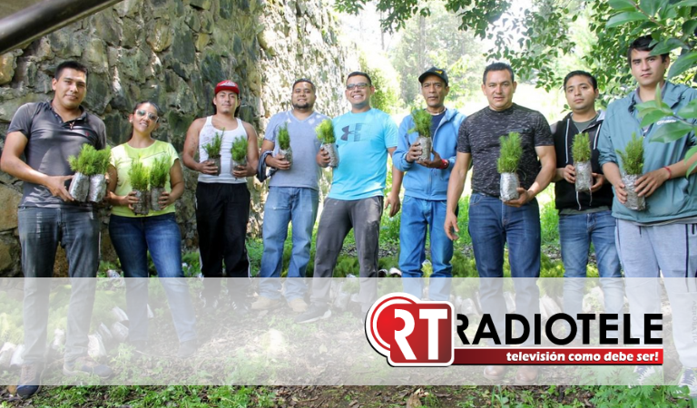 Ayuntamiento de Pátzcuaro recibe en donación 94 mil 500 plantas de pino para temporada de reforestación