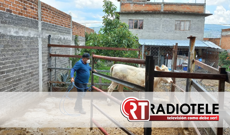 SADERMA avanza con Programa de Inseminación Artificial de ganado bovino en zona rural