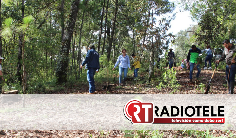 Gobierno Municipal recupera bosque que sufrió deforestación en San Miguel del Monte