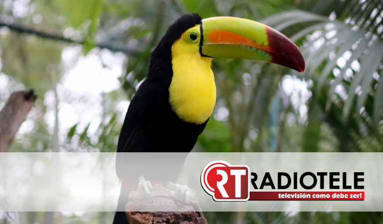Invita el Zoológico de Morelia a conocer el tucán piquiverde
