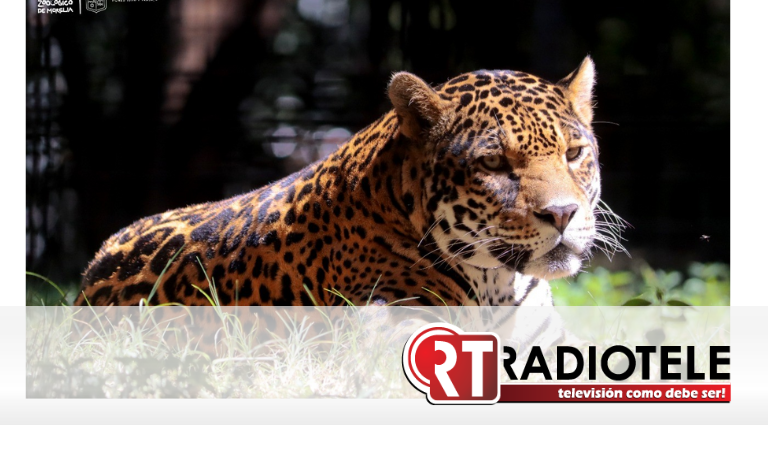 ZooMorelia, por la preservación del jaguar
