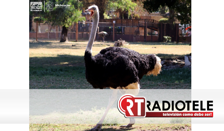 Zoológico de Morelia arropa al ave más grande y rápida del mundo