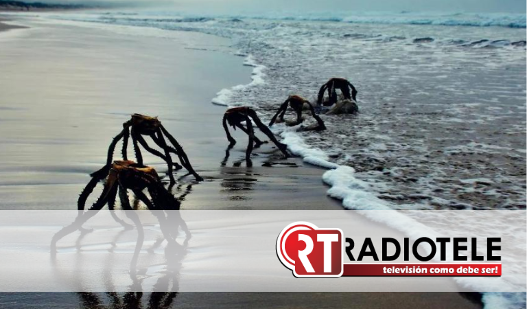‘Criaturas’ saliendo del mar causan PÁNICO en redes sociales por parecer extraterrestres ¿Qué son?