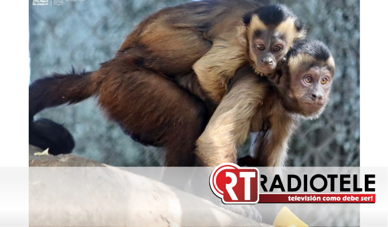 Crece la familia de primates en el Zoológico de Morelia