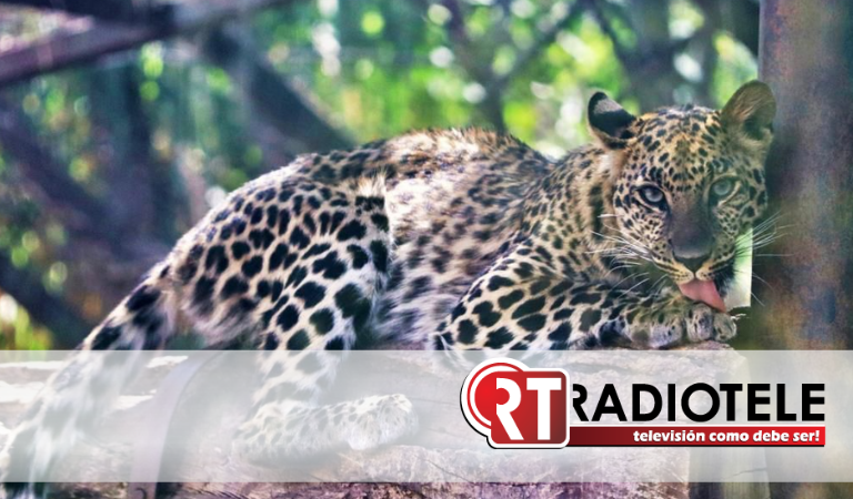 El leopardo africano, un gran felino que puedes conocer en el Zoo de Morelia