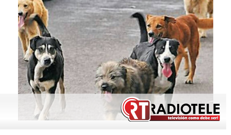 En el Senado promueven campañas de esterilización para perros en situación de calle