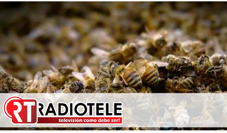 Aprueban en Comisión dictamen para sancionar ecocidio de 300 mil abejas en Campeche