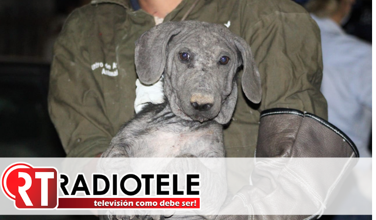Centro de Atención Animal participa en operativo de decomiso de perros maltratados