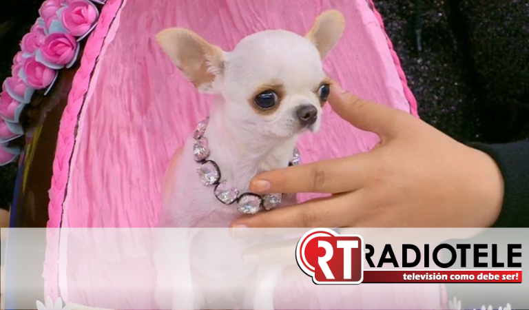 Pearl, la perra más pequeña del mundo, es una chihuahua de sólo 2 años