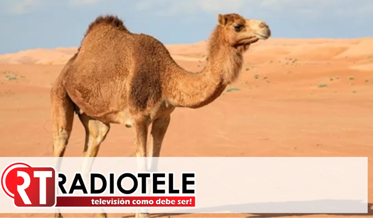 Camello muerde la cabeza de niño y lo levanta en zoológico de Turquía