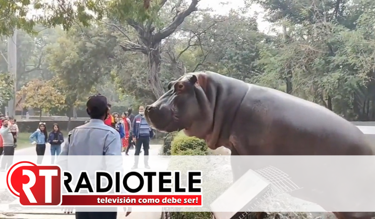 Hipopótamo casi escapa de zoológico: guardia lo detiene a cachetadas