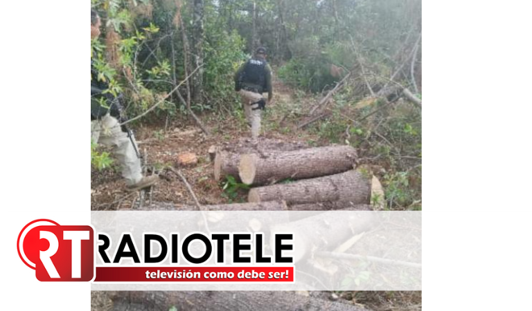 Guardia Civil asegura 42 rollos de madera, en Zitácuaro