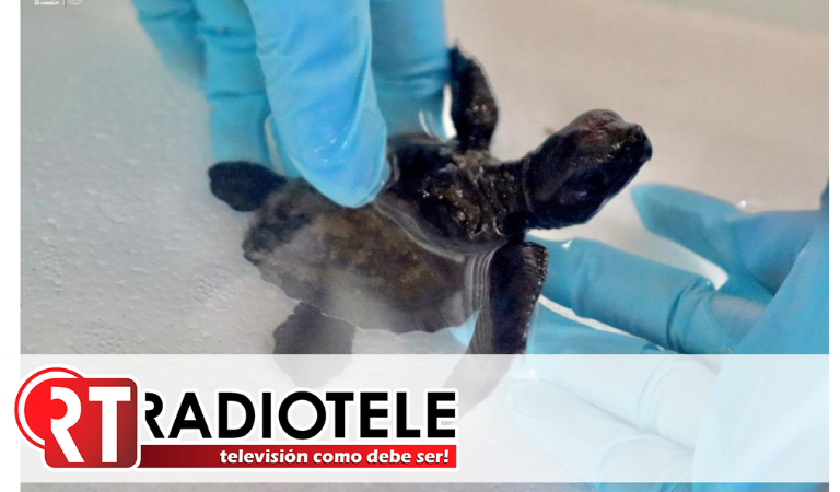 Zoológico de Morelia cuida de tortuga marina que fue entregada a la Profepa