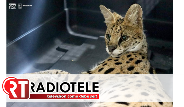 Zoológico de Morelia recibe a serval decomisado por la Profepa