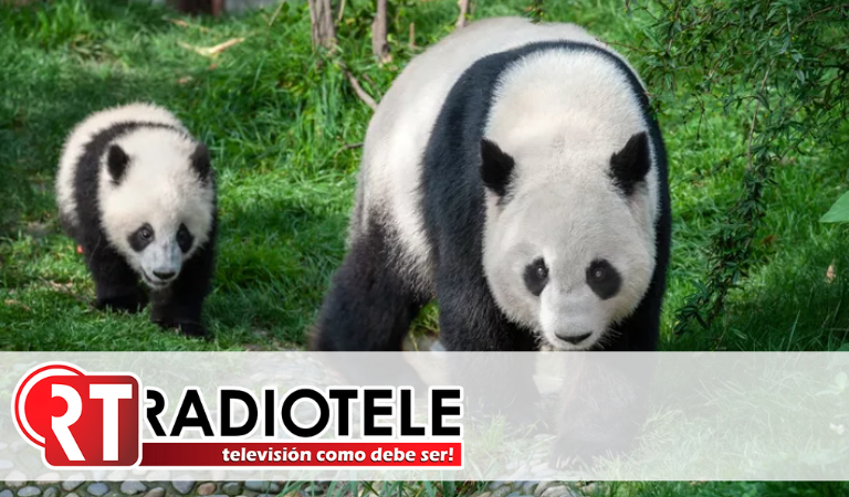 Corea del Sur registra su primer nacimiento de pandas gemelos