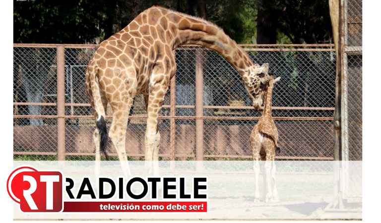 Por edad avanzada, muere “Muñeco”, la jirafa del ZooMorelia