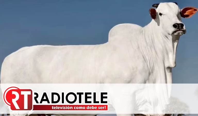 ¿Será sagrada? Una vaca Nelore rompe récord al venderse por 4.3 millones en Brasil