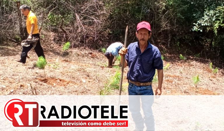 Antorchistas realizan jornada de reforestación en Ario de Rosales