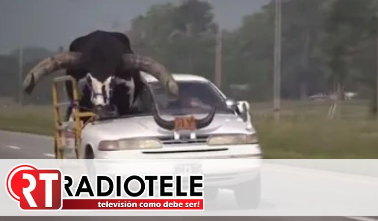 Hombre es captado transportando un toro ‘gigante’ en su coche