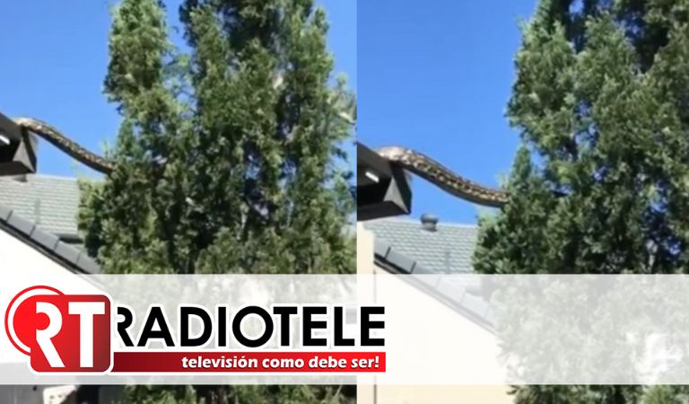 Visita incómoda: serpiente pitón gigante asusta a familia en casa de Australia 