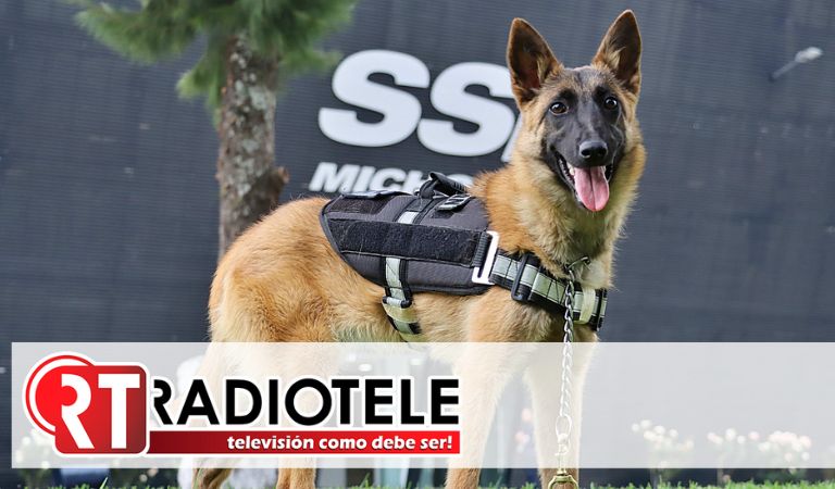 18 canes de la Guardia Civil, han brindado 61 apoyos para búsqueda de personas, drogas y combate a la delincuencia