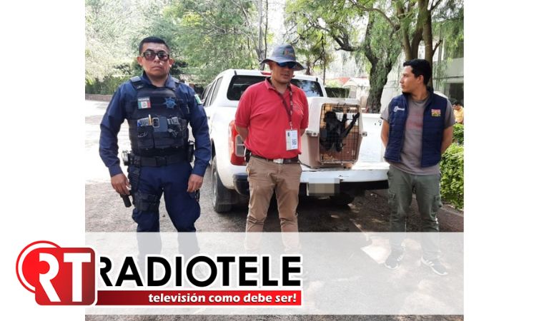 Guardia Civil y PROFEPA, rescatan a un mono araña