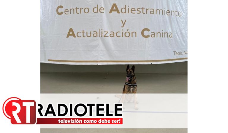 Adiestran a binomios caninos para operativos en penales de Michoacan