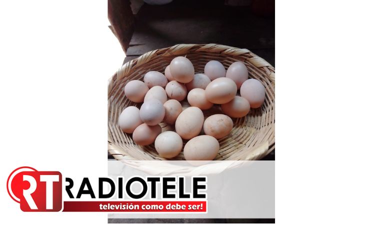 Sader fomenta producción de huevo en familias de comunidades rurales