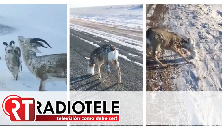Animales quedan congelados en Noruega: temperaturas alcanzan los -52 grados