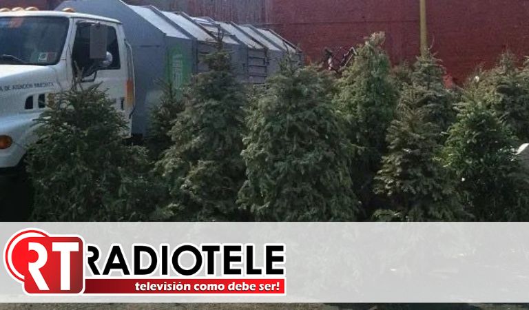 Gobierno de Morelia abre centros de acopio para árboles navideños