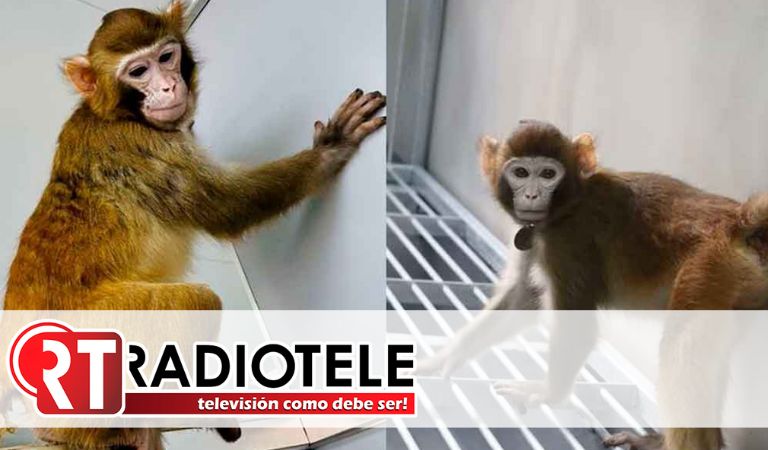 Nace “Retro”, el primer macaco de rhesus clonado con éxito en más de 20 años
