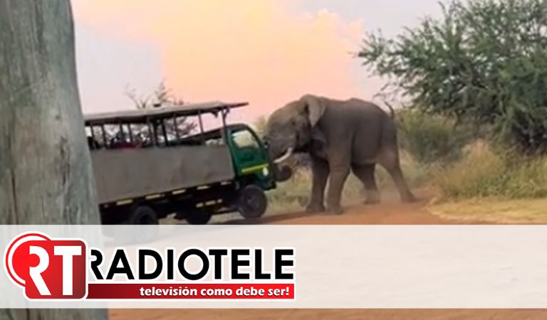 Elefante levanta con su trompa camión lleno de turistas