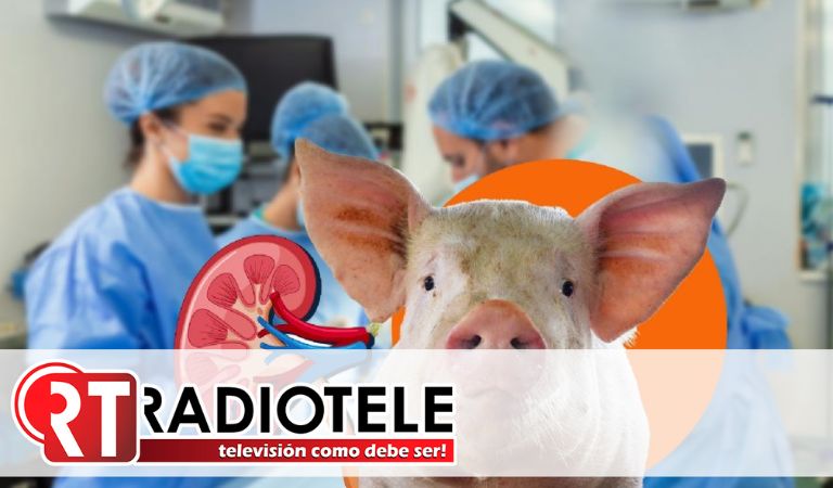 Paciente que recibió un riñón de cerdo modificado genéticamente fue dado de alta