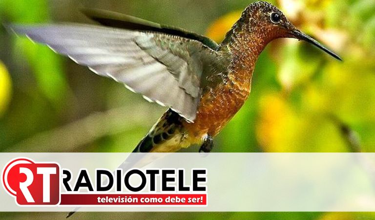 Descubren nueva especie del colibrí gigante migratorio