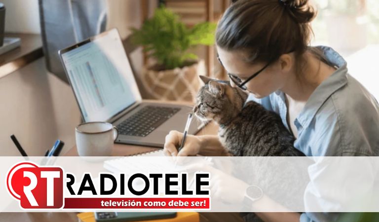 Día Internacional del Gato: MSD Salud Animal comparte una guía de cuidados especiales para cada etapa de su vida