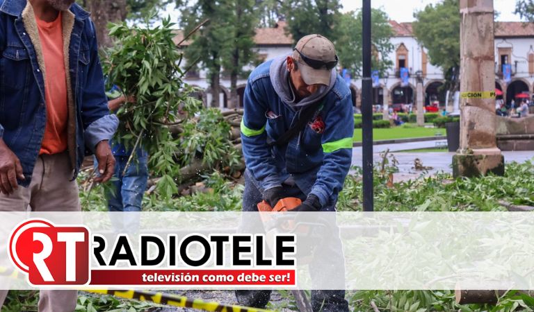 Para prevenir riesgos, se podan árboles de más de 30 metros de altura en zona urbana de Pátzcuaro