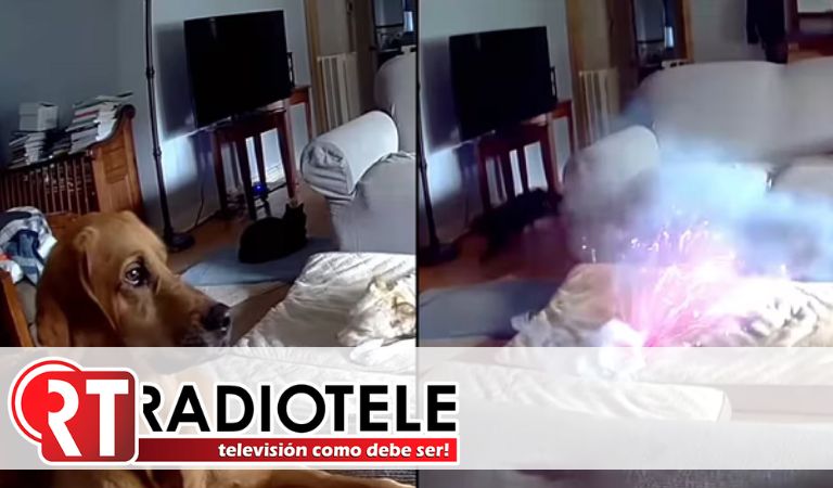 Un perro provocó una explosión y un incendio tras morder una batería de litio