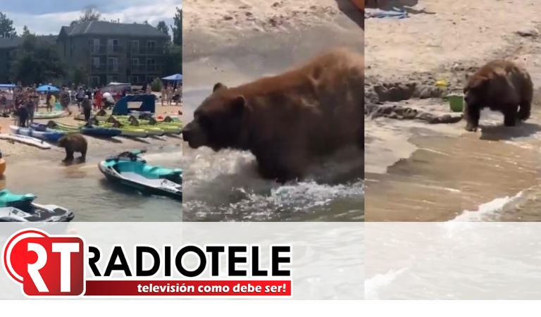 Inusual encuentro de turistas con un oso negro en playa de South Lake Tahoe