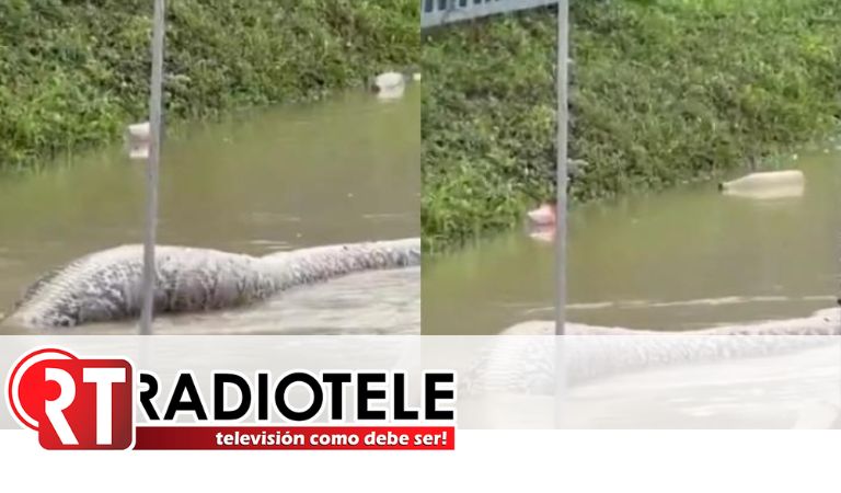 Captaron enorme serpiente en inundación