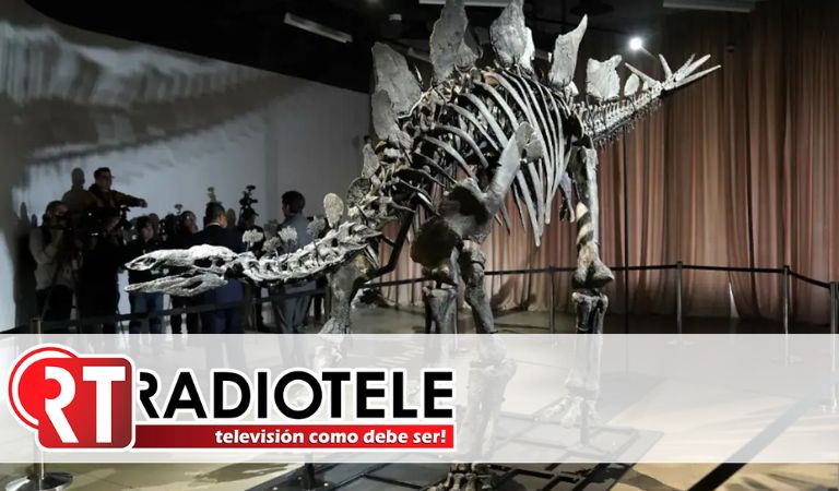 El Museo Americano de Historia Natural presentó a “Apex”, el dinosaurio más caro del mundo